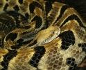 Nosodes