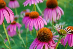 Echinacea3